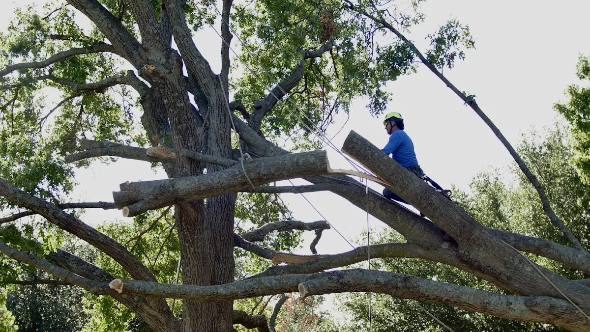 Professional Crown Thinning performed by certified arborists in Wake